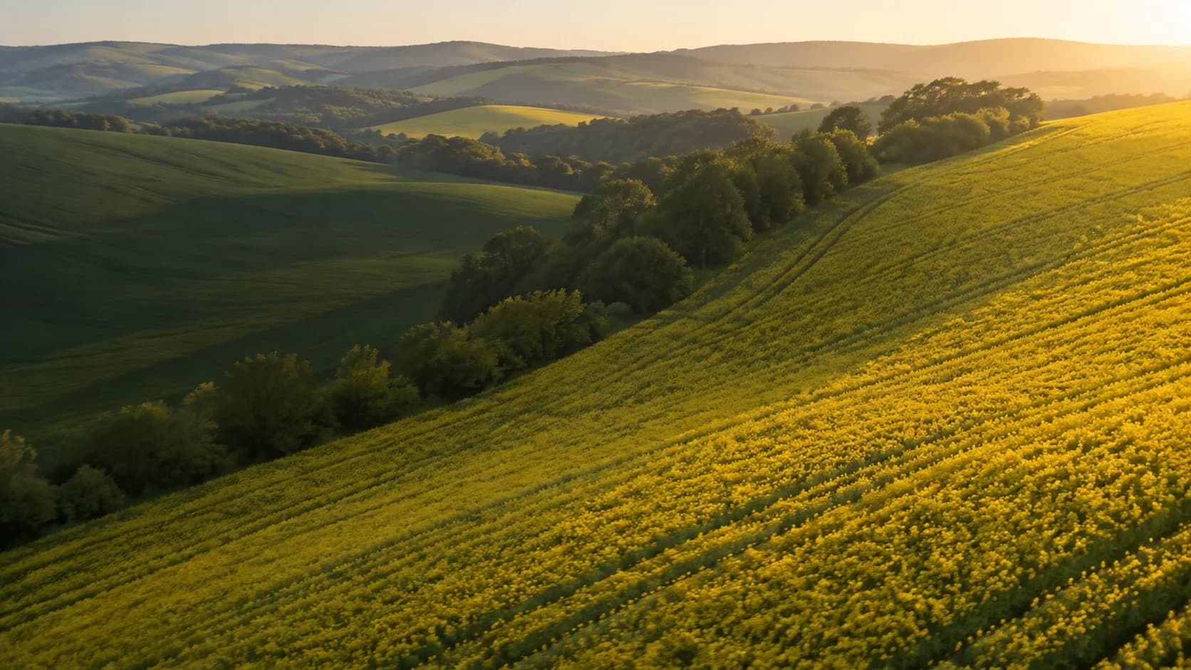 Golden oilseed fields and tree-lined hills in the morning light